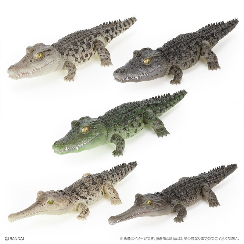[คลังสินค้าพร้อม] Bandai Gashapon Biological Illustrated Book Nile Crocodile Ganges Crocodile Simula