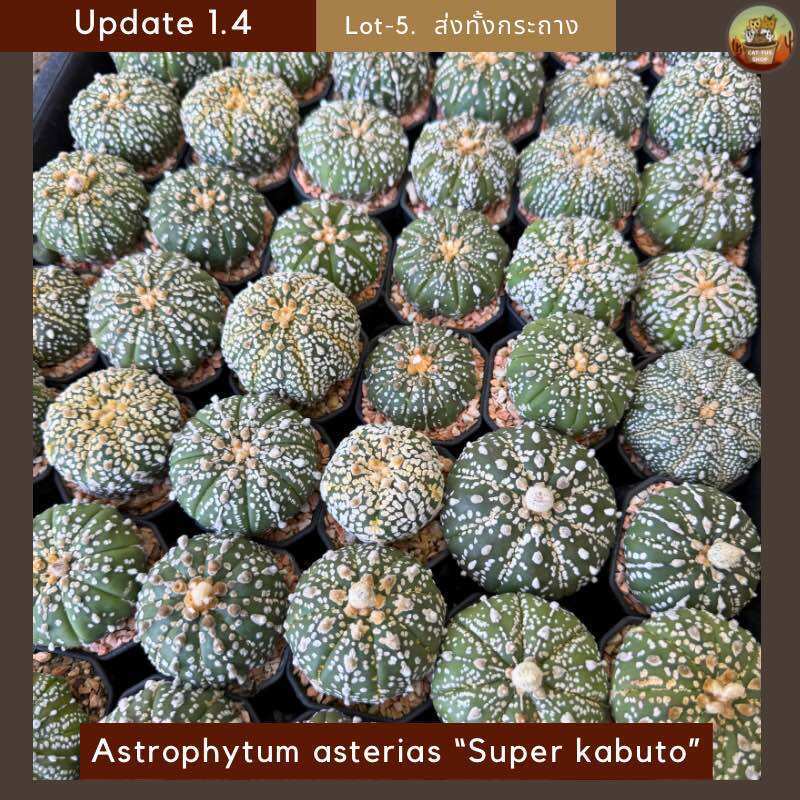 [ Update 1.4 ] Lot-5 แอสโตรซุปเปอร์คาบูโตะ กระบองเพชร Astrophytum asterias “Super kabuto” ไม้เพาะเมล็ด ส่งทั้งกระถาง