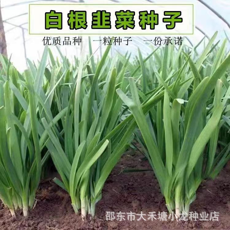 现货白根韭菜种子四季播雪韭种子白根大叶韭菜籽盆栽庭院蔬菜种子大全White root leek seeds four seasons sowing snow leek seeds white root