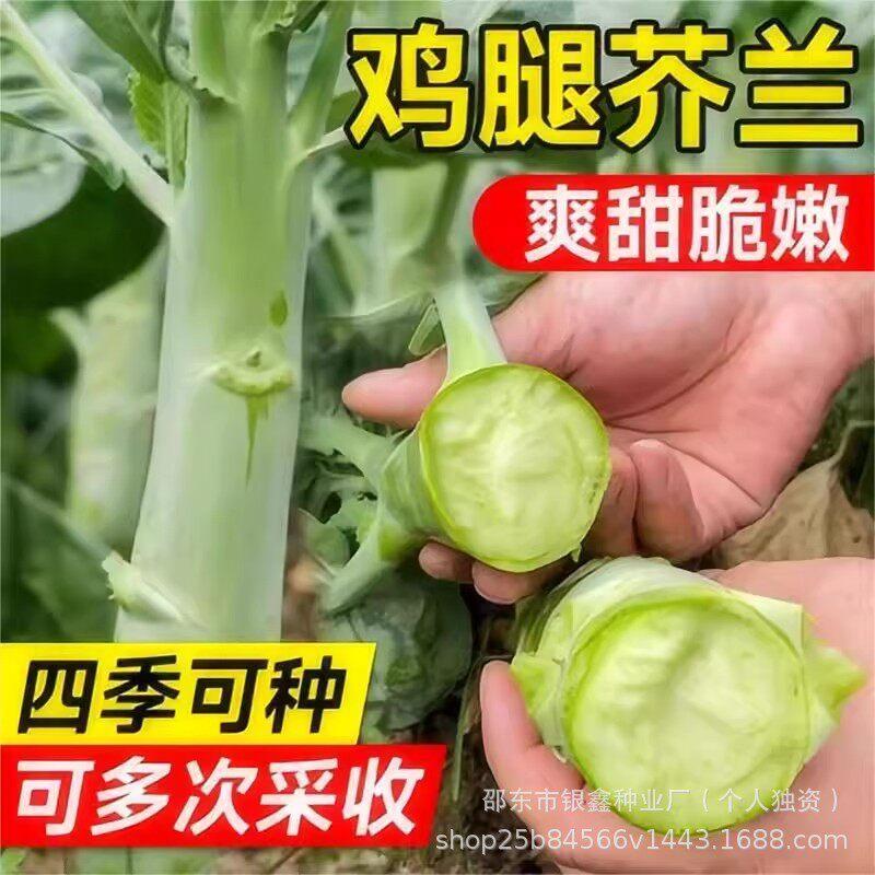 现货热卖大笋鸡腿芥兰种子高产多茬芥蓝菜籽四季蔬菜原装种子对版Large-tender-stem chicken-leg gai lan seeds for high yield and multipl