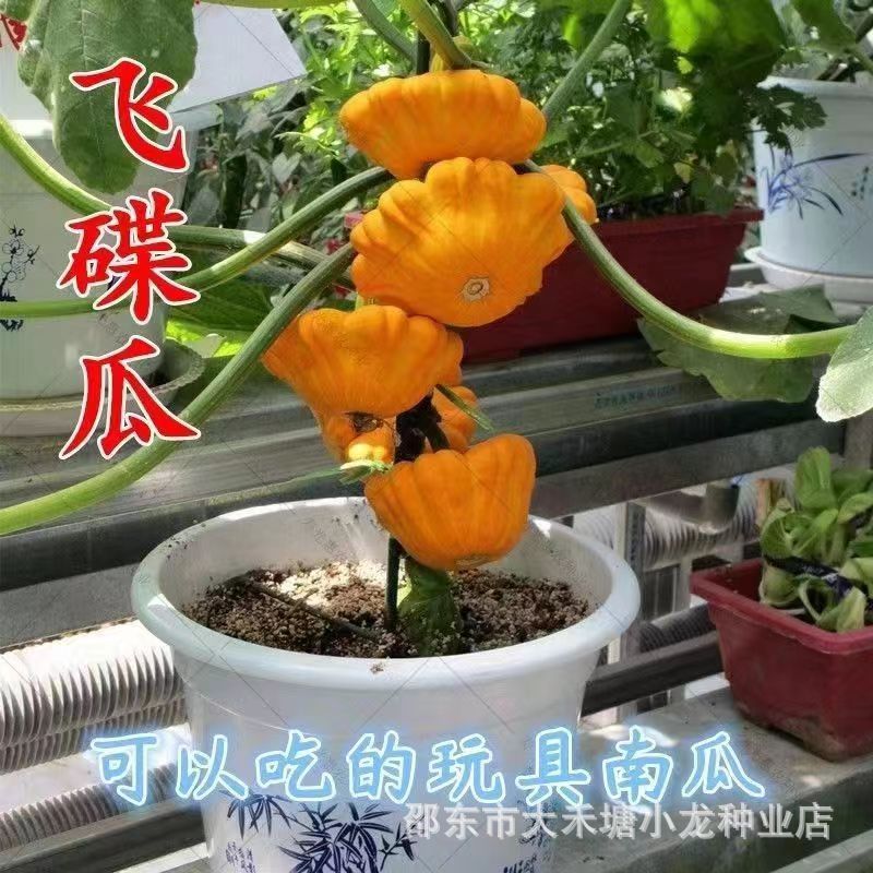 现货热卖原装飞碟瓜种子小南瓜种籽玩具南瓜盆栽观赏食用蔬菜种子Original UFO melon seeds, small pumpkin seeds, toy pumpkin.20260415