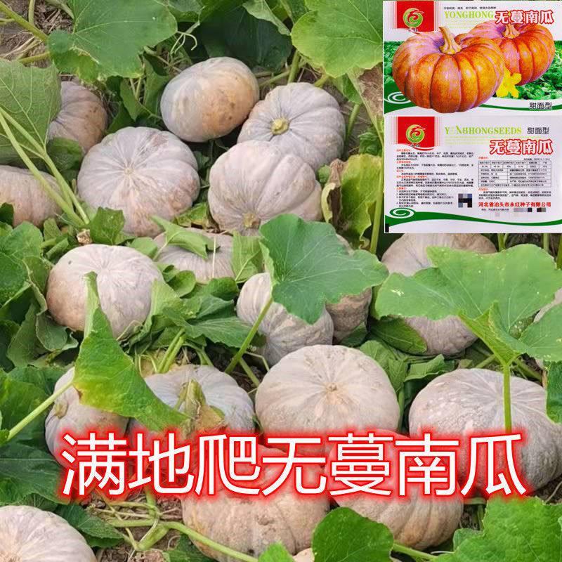现货满地爬无蔓南瓜种子南瓜种子种粉糯磨盘南瓜种子南瓜种子Ground-hugging vineless pumpkin seeds, pumpkin seeds for planting, powde