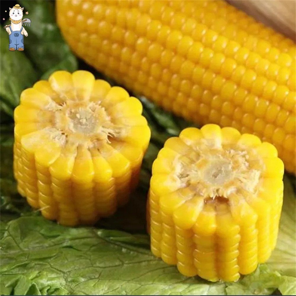 10 เมล็ด ข้าวโพดหวานcorn seeds for planting การงอกอย่างรวดเร็ว เมล็ดพันธุ์คุณภาพดี - Seed Bank - รูปที่ 2
