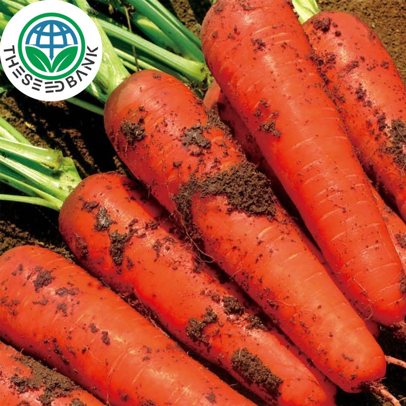 3A baby carrot Vegetable seed size 1g about 1000 seeds baby KURODA carrot seeds vegetable seeds gardening – Seed Bank