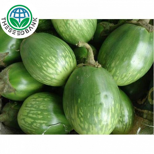 Thai Eggplant Seeds มะเขือเปราะ หยาดทิพย์ 200เมล็ด ศรแดง Thai eggplant seeds - Seed Bank
