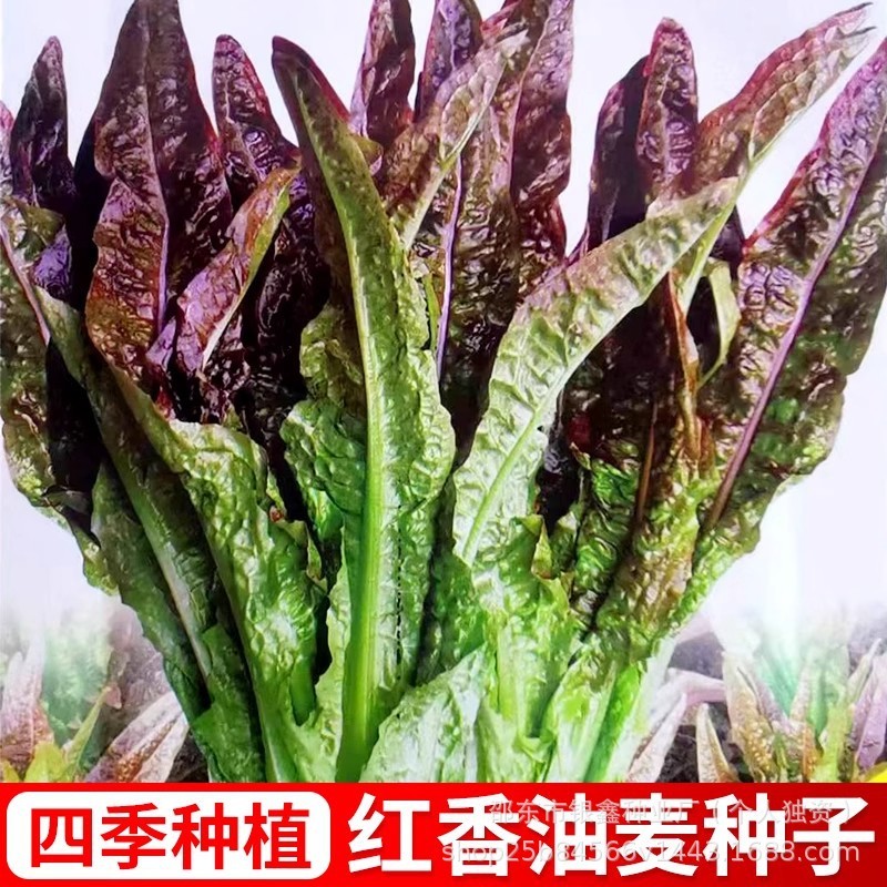 *现货*红油麦菜种子紫红油麦菜种籽红油麦菜原装四季蔬菜种子大全菜种子Red oil lettuce seeds, purple-red oil lettuce seeds, red oil.20260