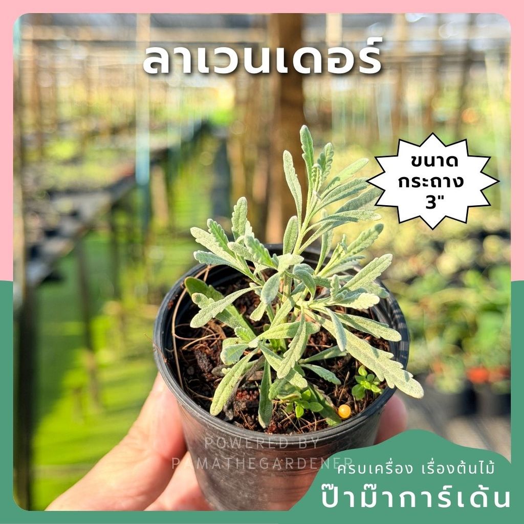 มุมมอง 2