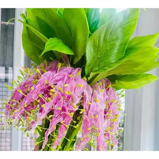 ดอกเข้าพรรษา 1เหง้า 4สี หัวและต้น (ถอนส่ง)หัวจิ๋วตามสายพันธ์ ติดดอกทั้งปี ดอกช่อใหญ่พันธ์พม่า สายพันธ์หลวง