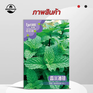 สะระแหน่📌เปเปอร์มิ้นท์📌Peppermint1000 เมล็ด🌼ปลูกง่าย💐กลิ่นหอมสดชื่น🔥สมุนไพรฝรั่ง
