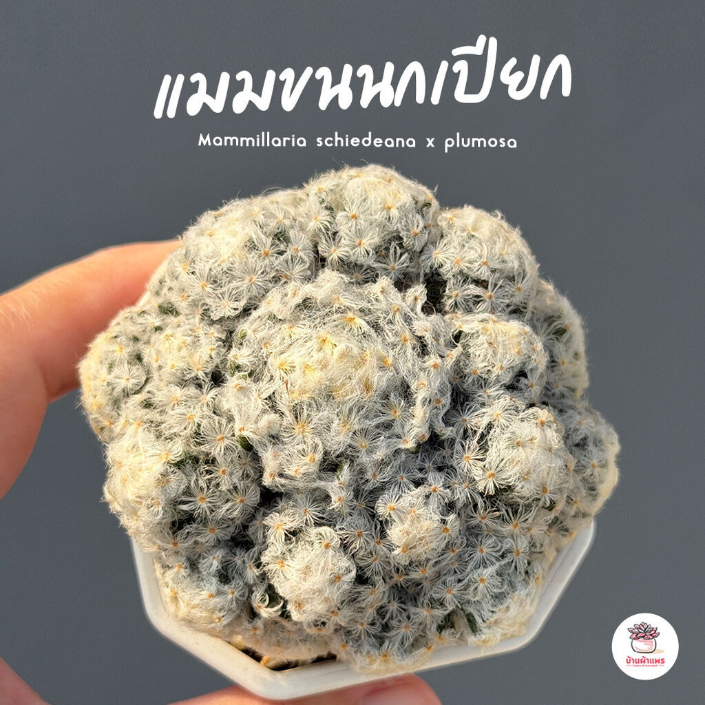 แมมขนนกขาวฟอร์มกอ Mammillaria Plumosa แคคตัส กระบองเพชร cactus&succulent