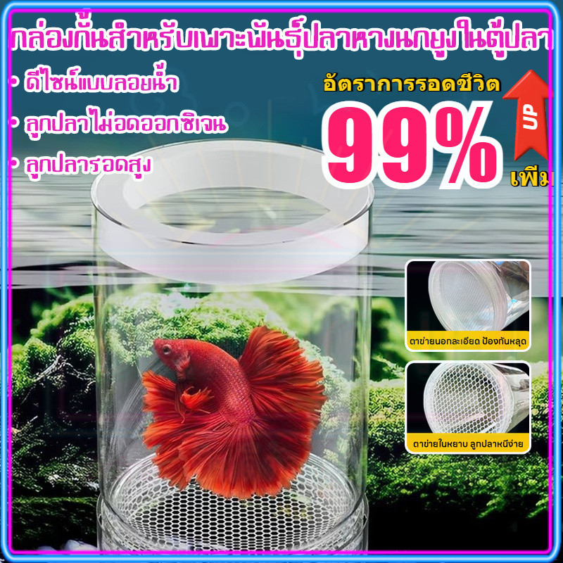 🐟กล่องฟักไข่ปลาลอยได้ แยกปลาคลอดลูก 2 ช่อง แยกลูกกุ้ง+ปลาป่วย มี 2 ขนาด กล่องแยกปลาท้อง เหมาะกับตู้ปลา