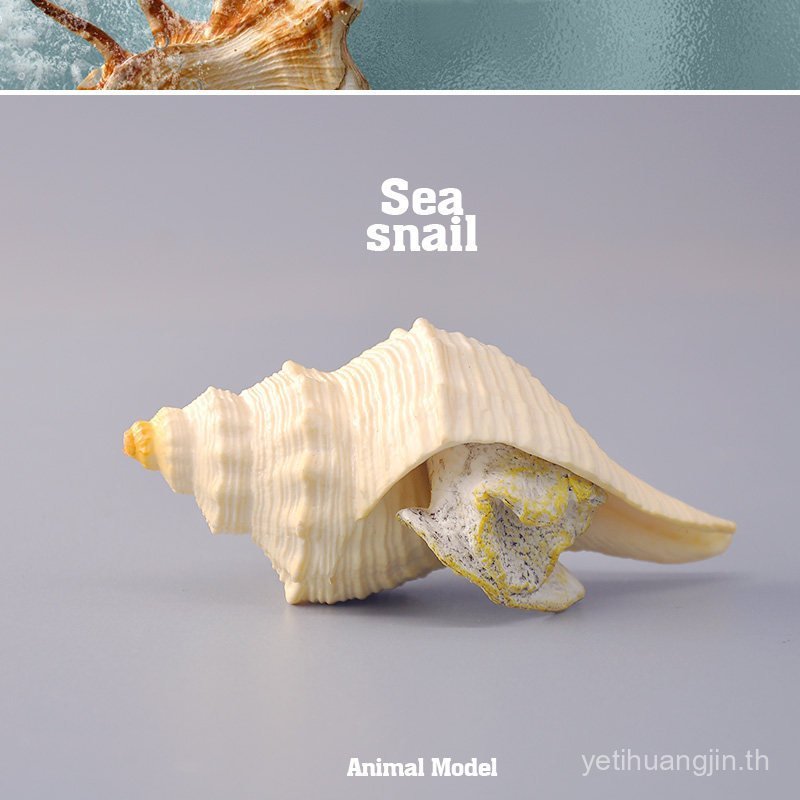 T Tongde Conch รุ่นจําลองสัตว์ทะเลของเล่น Eluofeng Conch Field Conch เด็กความรู้ความเข้าใจเครื่องประ