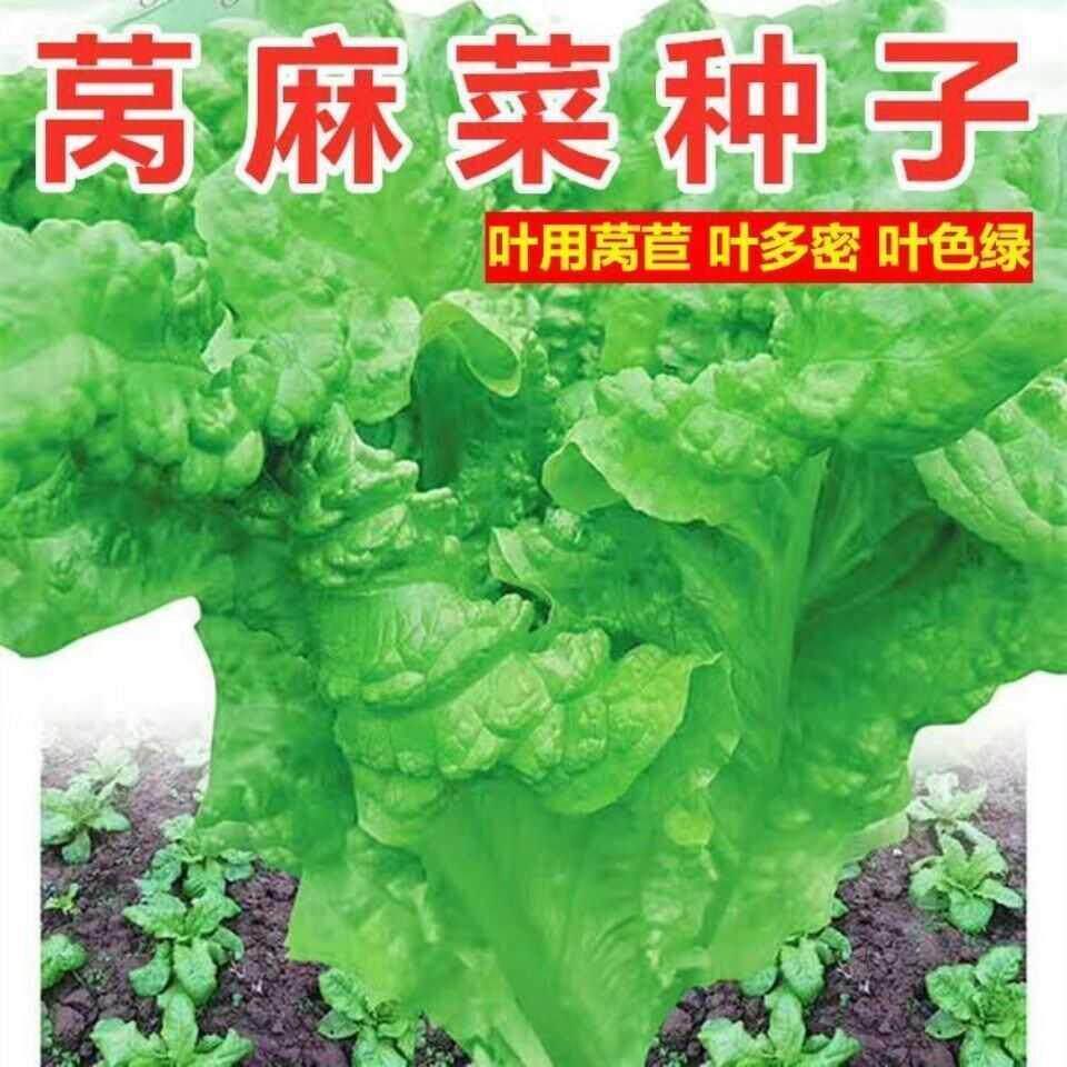 *现货*莴麻菜种子叶用莴苣麻菜莴鸡菜香香菜种子四川夏秋季蔬菜种子生菜Lettuce seeds, leaf lettuce, mustard greens, chicory, fragrant.202