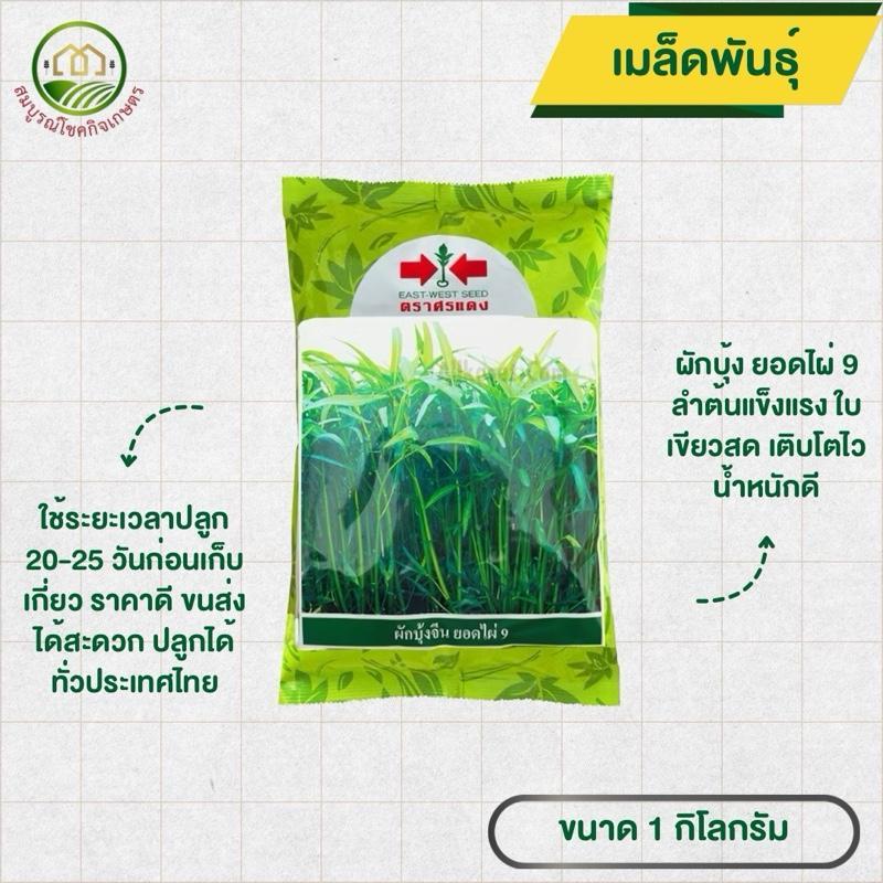 เมล็ดผักบุ้ง ผักบุ้ง ยอดไผ่ 9 ตราศรแดง ขนาด 1 กก ลำต้นแข็งแรง โตดี ใบเขียวสด ต้นอวบ ไม่เป็นโรคง่าย น้ำหนักดี