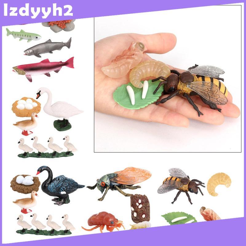 [Lzdyyh2] Animal Life Cycle Models - Swan, Cicada, Salmon, Bee Educational Figurines for Kids