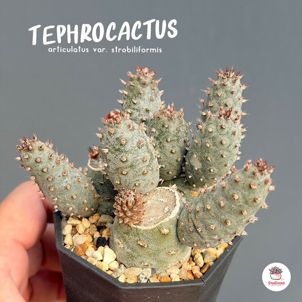 Tephrocactus articulatus var. strobiliformis กระบองเพชร แคคตัส ไม้อวบน้ำ cactus&succulent