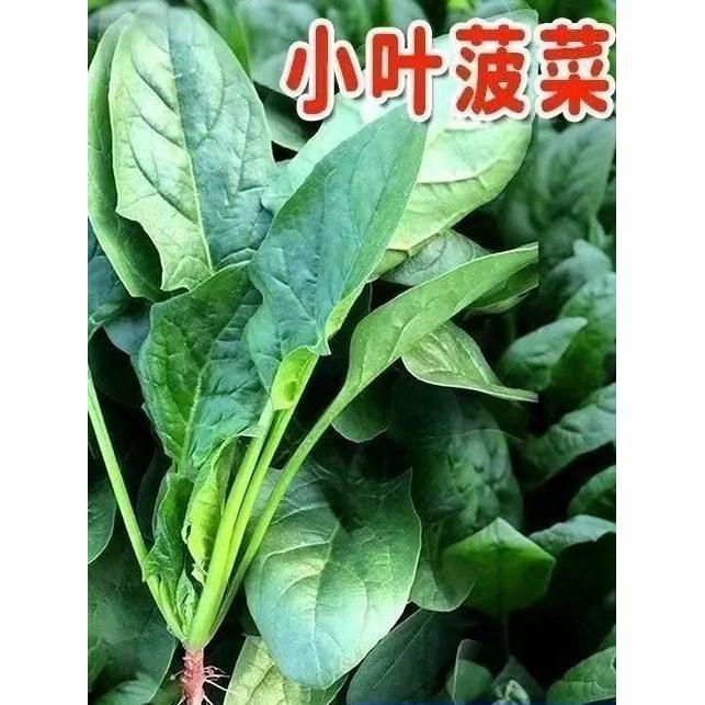 *现货*小叶菠菜种子本地小叶土菠菜种籽原装正宗老品种耐寒耐热四季盆栽Small-leaf spinach seeds, local small-leaf native spinach seeds202