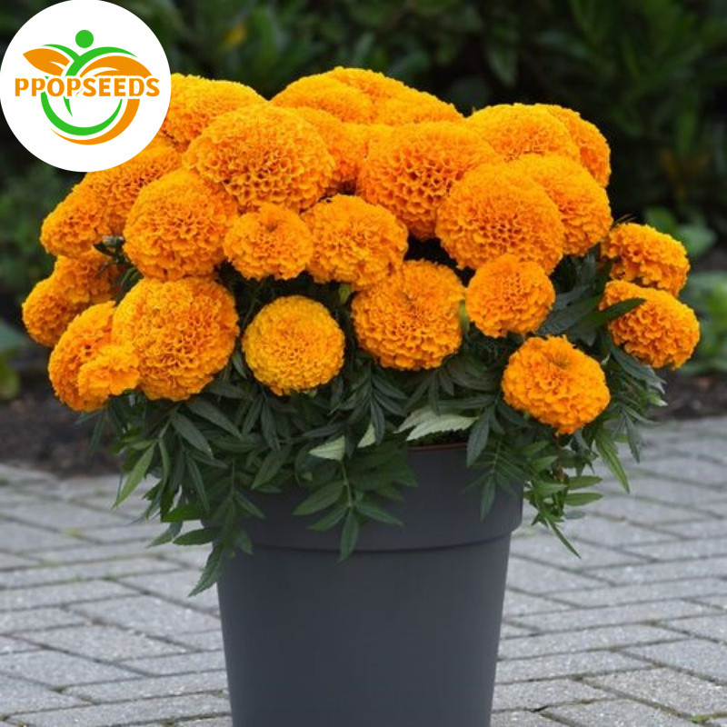 Marigold Flower Seeds Tagetes Erecta 20 Flower Seeds (other names American Marigold, Mexican Marigold)-PPOP SEEDS