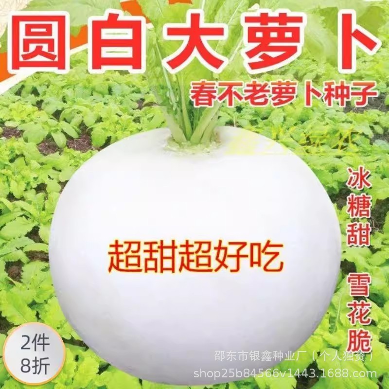 现货热卖春不老萝卜种籽圆白萝卜籽大萝卜原装四季蔬菜种子菜种Chunbulao radish seeds, round white radish seeds, large radish20260407