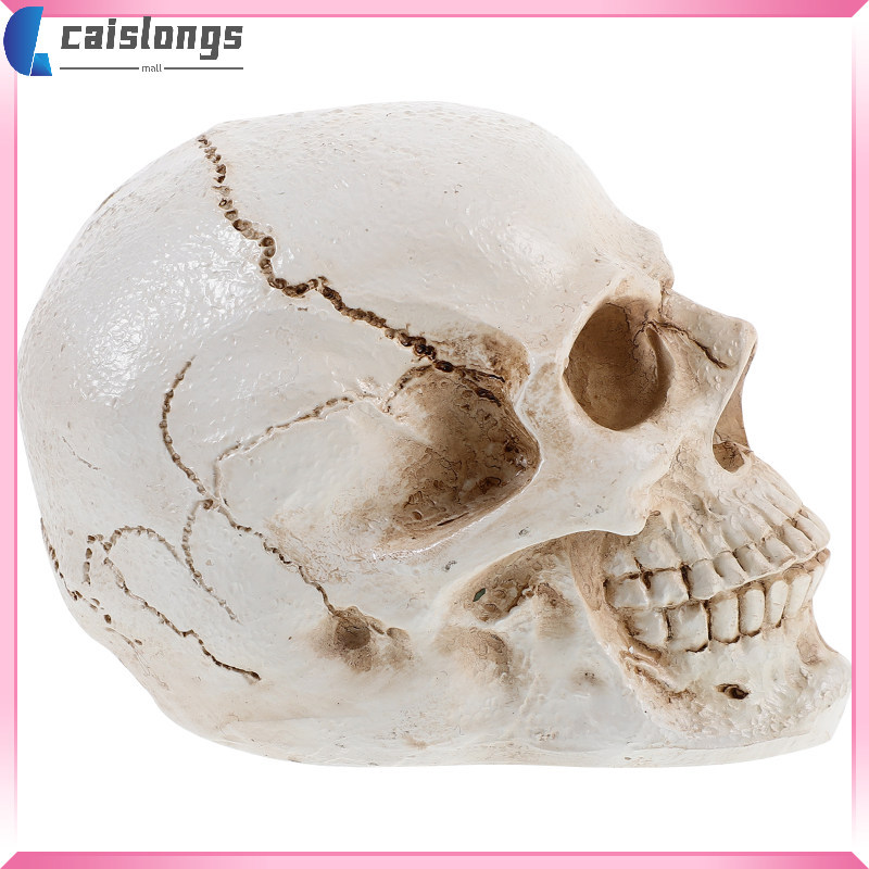 Anatomy Skull Human Model สีตามกายวิภาคศาสตร์ที่ถูกต้อง