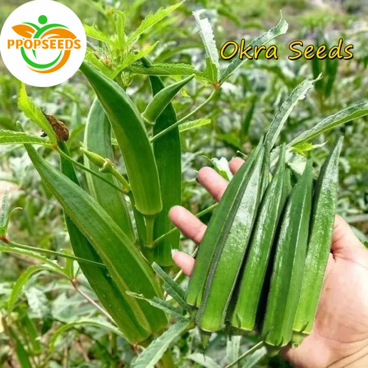 Okra seeds Camiling Smooth seeds vegetable repacked gardening(20SEEDS)-PPOP SEEDS