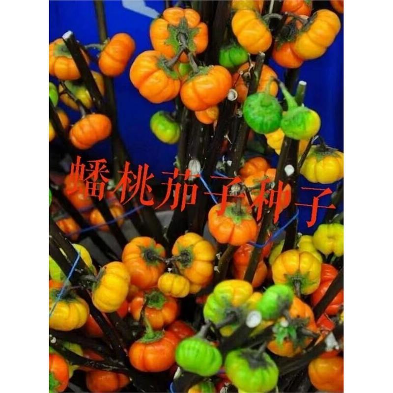 现货新种蟠桃茄子种子蟠桃茄子种子观赏茄子可食用可观赏蔬菜种子New variety 'Pantao' eggplant seeds, ornamental 'Pantao' eggplant seed