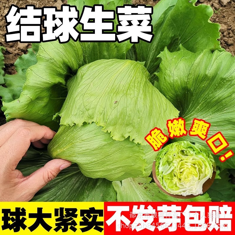 *现货*结球生菜种子汉堡沙拉圆生菜种子原装四季蔬菜种子大全菜种子批发Head lettuce seeds, burger salad, round lettuce seeds20260408