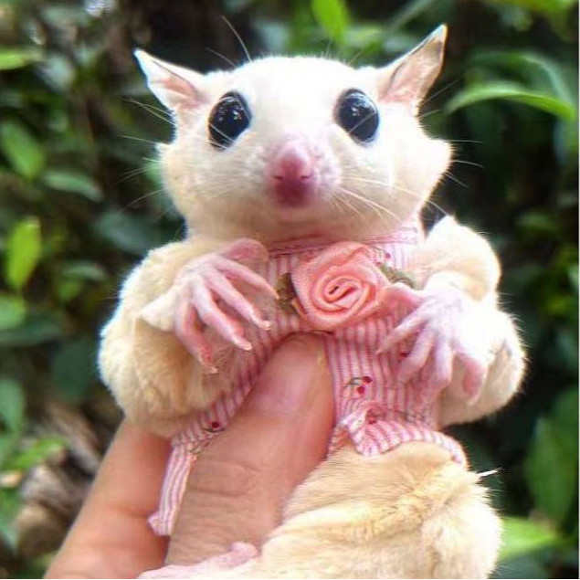 Sugar Glider Djungarian Hamster Special Hand Holding Rope Adjustable Size Vest Cute Clothes Honey Su