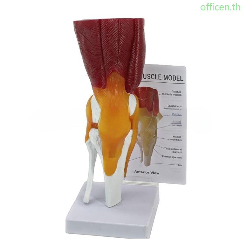 Cen Human Knee Anatomy รุ่น Human Knee Joint รุ่นเครื่องมือการสอนสําหรับห้องเรียน