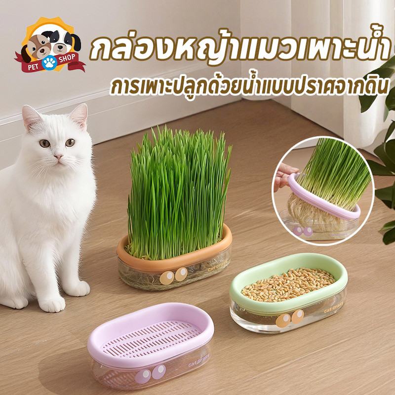 หญ้าแมว หญ้าแมวไฮโดรโปนิกส์ เสริมภูมิคุ้มกัน ปลูกง่าย ไม่ต้องใช้ดิน สำหรับสัตว์เลี้ยง โตไว ช่วยขับขน ง่ายต่อการใช้