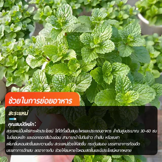 สะระแหน่📌เปเปอร์มิ้นท์📌Peppermint1000 เมล็ด🌼ปลูกง่าย💐กลิ่นหอมสดชื่น🔥สมุนไพรฝรั่ง