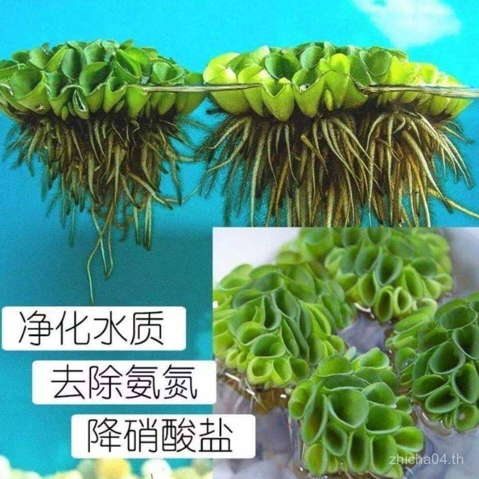 สไตล์ใหม่ Duckweed น้ําพืชคอลเลกชันน้ํา Hibiscus Belly Ping Ping Ping Ping Yuanxin Ping Sesame ผมสีแ