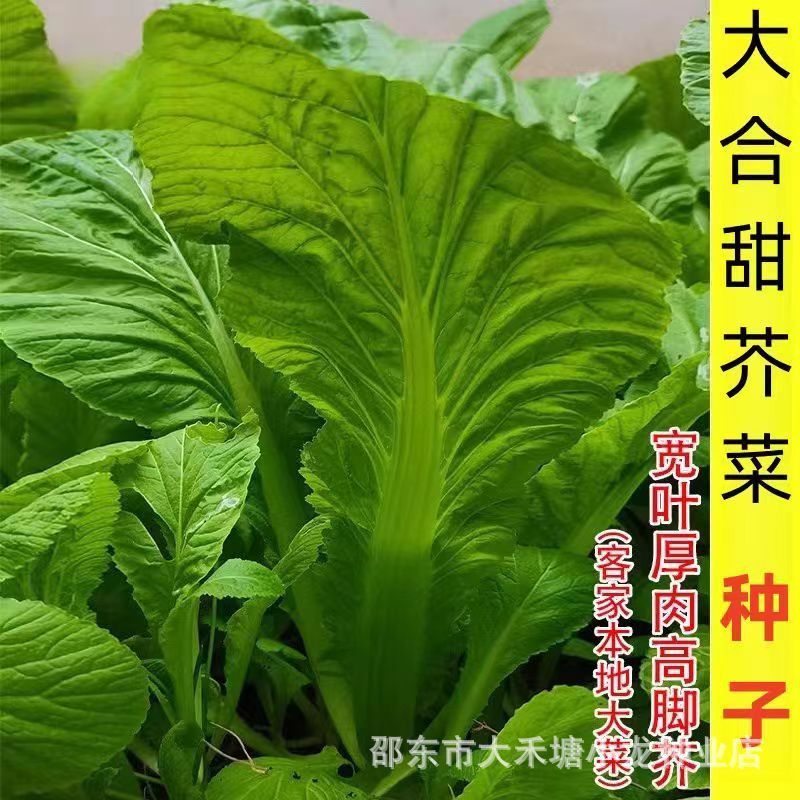 *现货*大合甜芥菜种子四季甜客家芥菜种子芥菜蔬菜种子夏秋大田菜园青菜Large-pack sweet mustard seeds, all-season sweet Hakka mustard see