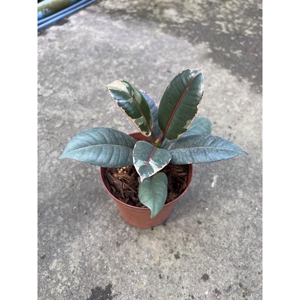 มุมมอง 2