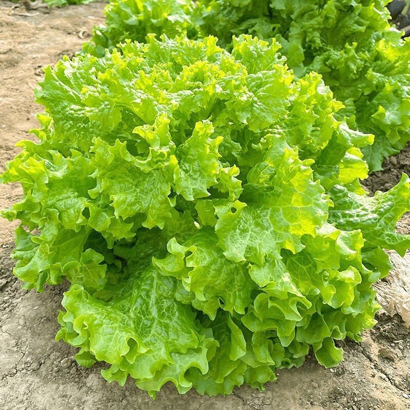 Sweet Crunchy Glass Lettuce Seeds Fast Lettuce Seeds Sweet Crunchy Glass Lettuce Seeds Fast-growing 