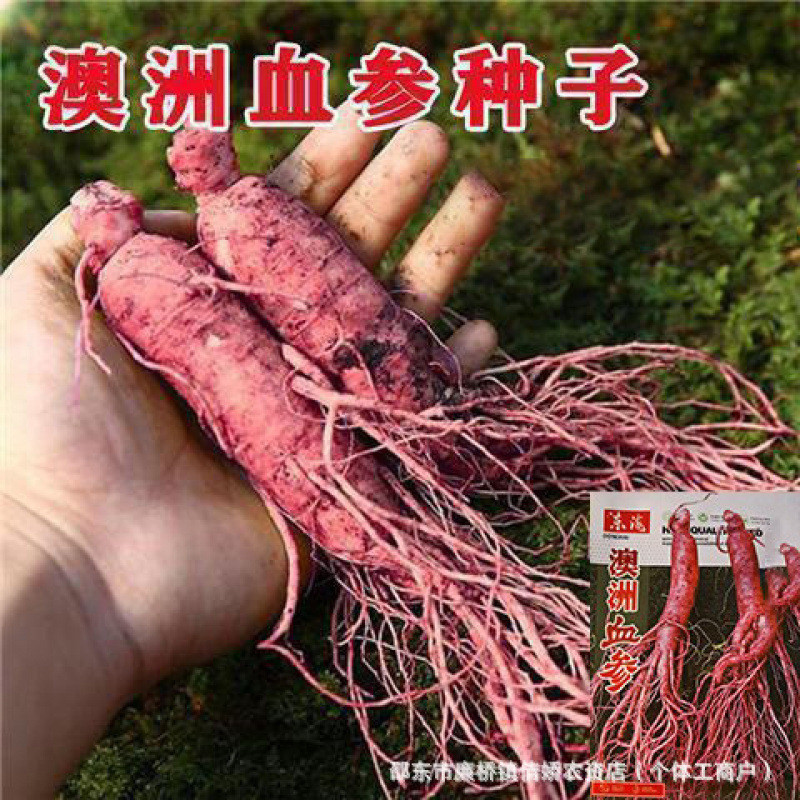 现货热卖澳洲血参种子红色人参种子人参种人参花人参果种原装蔬菜种子大全Australian blood ginseng seeds, red ginseng seeds, ginseng seeds20