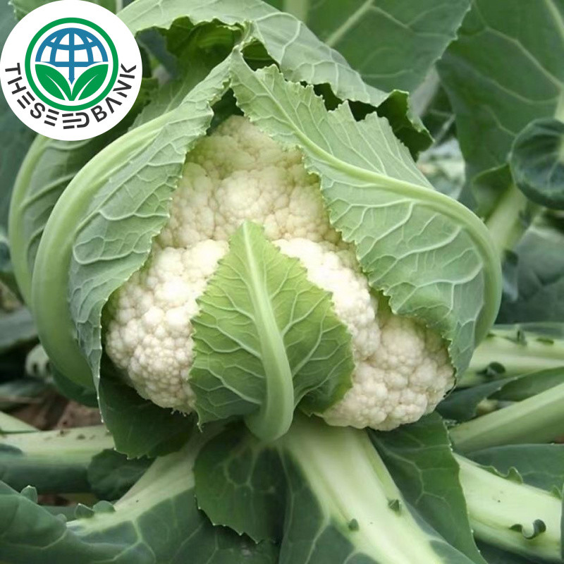 เมล็ด กะหล่ำดอก F1 (Cauliflower seeds for planting)​ พันธุ์ ปุยเมฆ จำนวน 200 เมล็ด นำเข้าจากไต้หวัน 