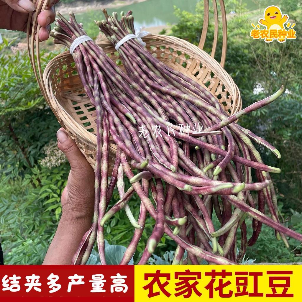 现货本地花豹豇豆种籽彩豆角特长豆纤维少老品种缸豆春夏秋四季蔬菜种Local leopard-patterned yardlong bean seeds, colorful long beans, ex