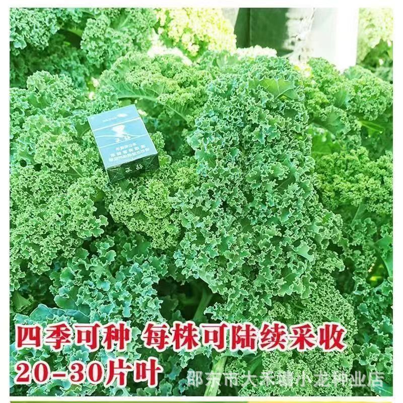 现货羽衣甘蓝蔬菜种子食用甘蓝蔬菜种籽四季雨衣甘蓝种籽Kale vegetable seeds, edible kale seeds20260404