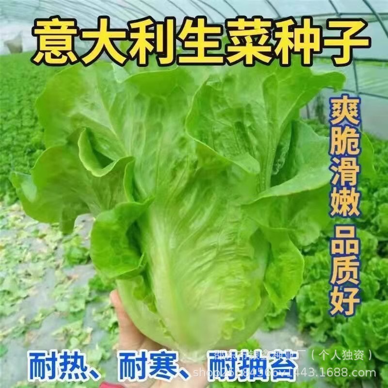 现货热卖意大利生菜种子耐抽苔生菜青菜籽原装四季蔬菜种子大全菜种子Italian lettuce seeds, bolt-resistant lettuce seeds, leafy green veg