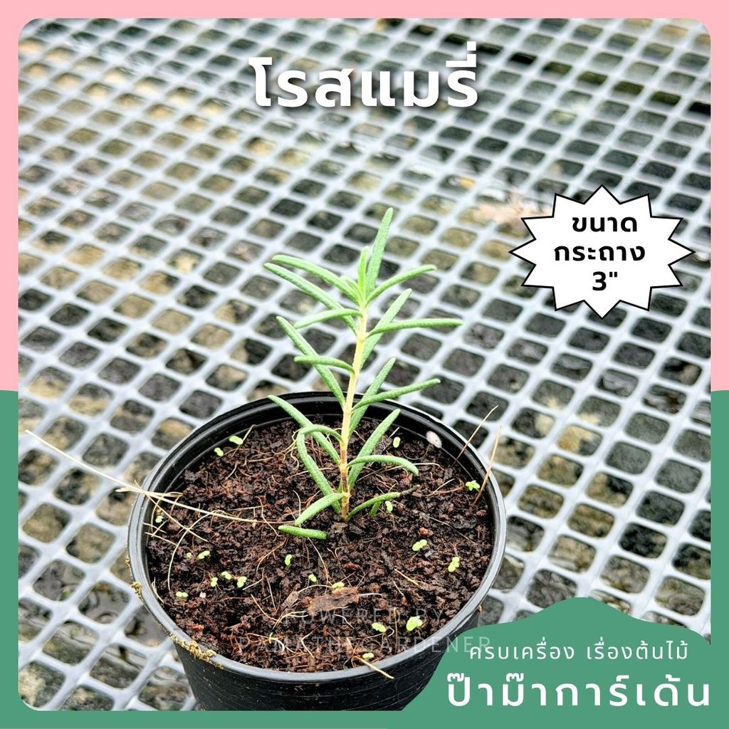 โรสแมรี่ พร้อมกระถาง 3 นิ้ว (Rosemary)