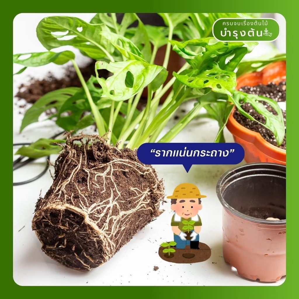 มุมมอง 4