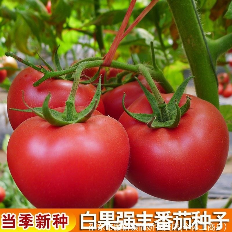 现货热卖白果强丰番茄种子农田菜园高产易种沙甜大西红柿大番茄蔬菜种子孑Bai Guo Qiangfeng tomato seeds, high yield, easy to grow in fields