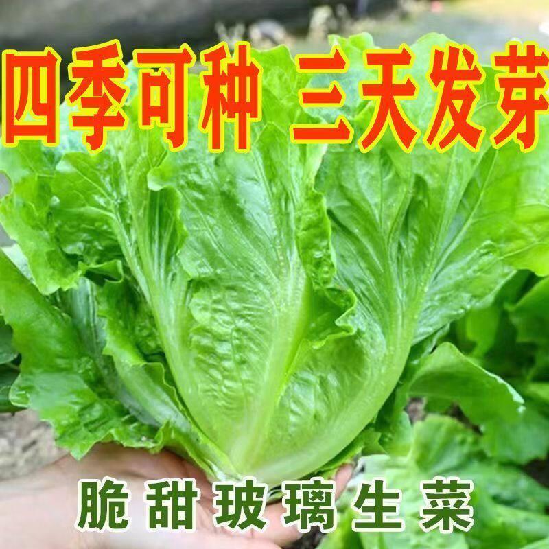 现货热卖玻璃生菜新种子蔬菜叶菜类生菜烤肉凉拌甜脆多汁沙拉菜农家蔬菜种Glass lettuce new seeds vegetables leafy greens lettuce roast20260