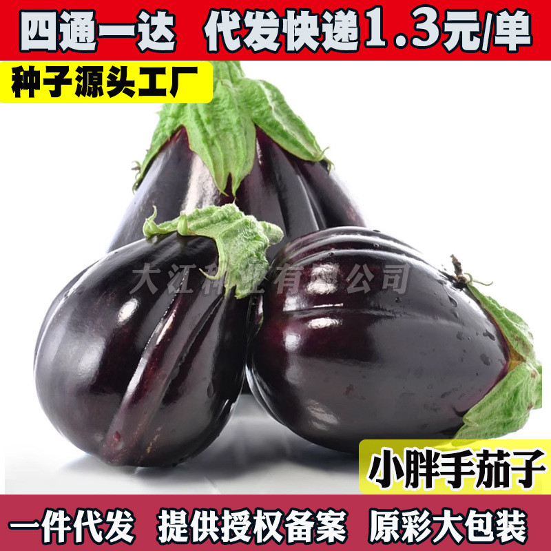 现货小胖手扇茄种子紫色面包茄子种籽春秋四季阳台盆栽农家菜园蔬菜孑Little chubby hands fan eggplant seeds purple bread eggplant seeds20