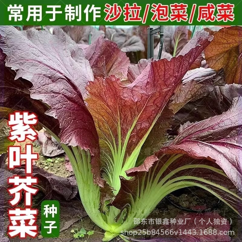 *现货*紫叶芥菜种子芥菜青菜白菜种籽原装四季蔬菜种子大全菜种子代批发Purple-leaf mustard seeds, mustard greens, bok choy seeds—original