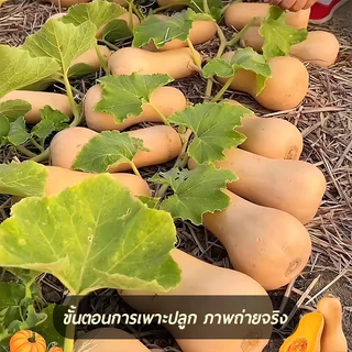 ฟักทองอาร์เจนตินา🎯เมล็ดฟักทองบัตเตอร์นัท 10 เมล็ด🍀ปลูกง่าย📌รสหวาน🧀มัน👍อร่อยมาก☘️ลูกดก