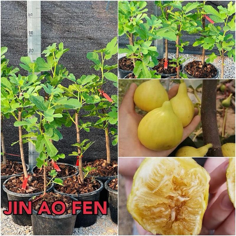 ต้นมะเดื่อฝรั่งสายพันธุ์ Jin Ao Fen มะเดื่อฝรั่งจินโอเฟ่น สูง 60-70 ซม. ขนาดต้นใหญ่อายุพันธุ์ 1 ปี ราคา ถูกที่สุด ดีลบีเคเค
