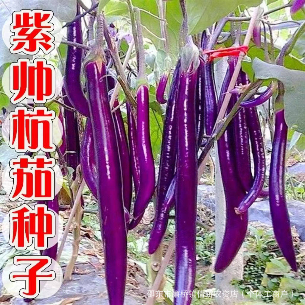 现货热卖紫帅杭茄种子细长茄子种子紫色茄子种子早熟长茄蔬菜种子大全阳台Purple Shuai Hang eggplant seeds, slender eggplant seeds, purple e
