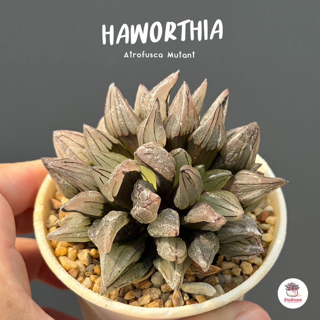 Haworthia Atrofusca Mutant ฮาโวเทีย ไม้อวบน้ำ กุหลาบหิน cactus&succulentหลากหลายสายพันธุ์